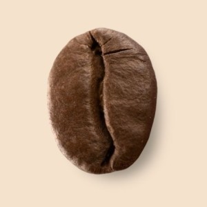 Guatemala Platanillo