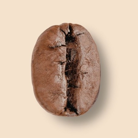 Mexique Altura Zapata